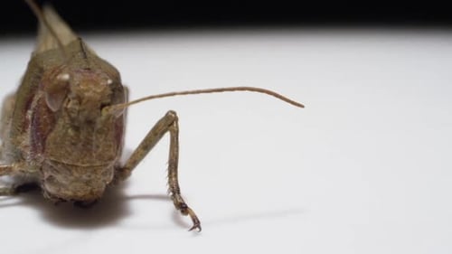 Macro Bug - Zoomen Sie auf eine rotierende Heuschrecke