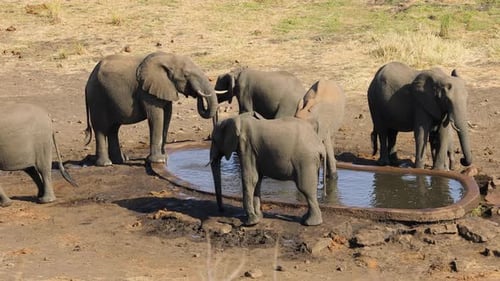 Afrikanische Elefanten (Loxodonta africana) trinken Wasser an einem künstlichen Wasserloch, Kruger National Park