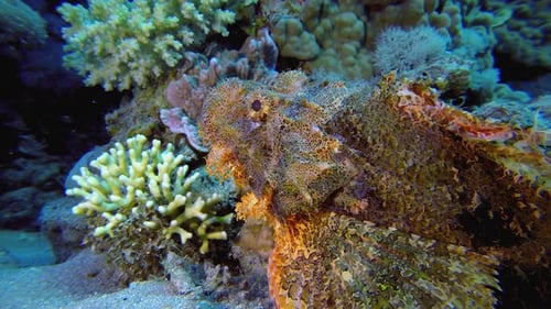 Skorpionfische unter Wasser