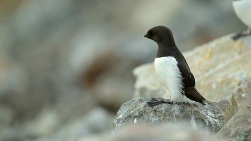 Dos picos navajas con un característico plumaje blanco y negro que exploran el suelo desde un círculo polar ártico