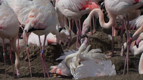 Hermosa bandada de flamencos (Phoenicopterus) en hábitat natural. A cámara lenta