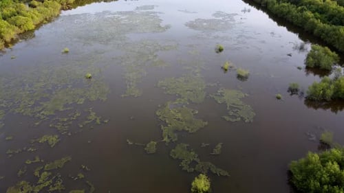 Vue aérienne d'une plante d'algues au-dessus de l'étang