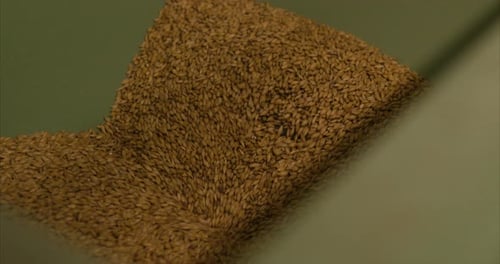 malte no moinho: preparação para fabricação de cerveja