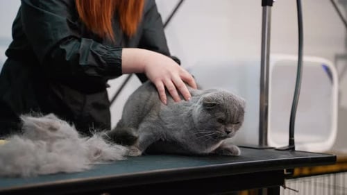 Woman Grooming Gray Scottish Fold Cat With Comb