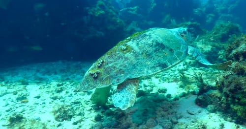Loggerhead sea turtle up close and personal in Cancun Mexico.