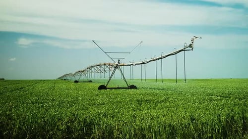 Wheat field irrigated by pivot sprinkler system. Modern watering, irrigation system technologies in