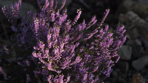 Close up view of heather purple blooms swaying gently in the breeze, offering an intimate view of