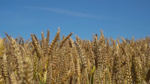 Wheat Agriculture Field on Farm Nature Harvest Grain Crop in Rural Summer Landscape