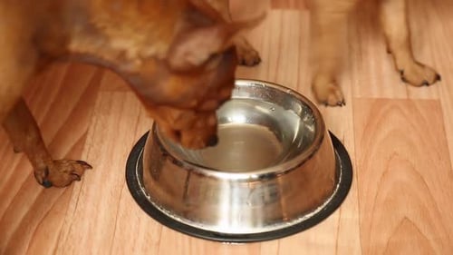 Los cachorros sacian su sed Mamá perra enseña a los cachorros a chupar agua de un tazón