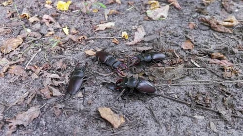 Stag Beetles Moving on Forest Floor
