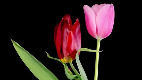 Tulips in Red and Pink Bloom on Black