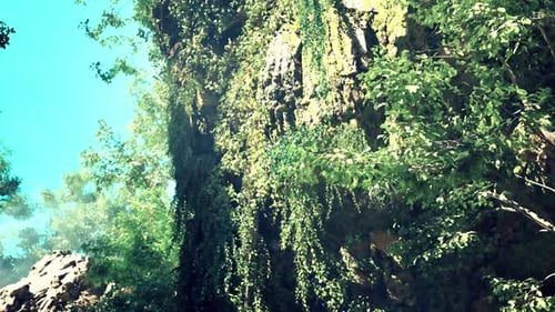 A Lush Green Forest Filled with Lots of Trees