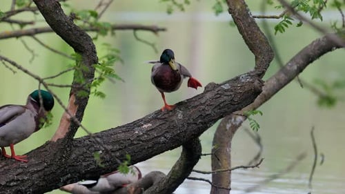 Duck Preening on Tree Branch Near Water