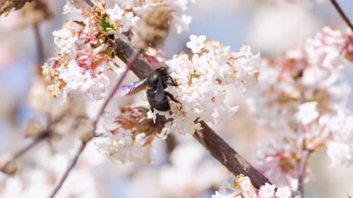 Biene sammelt Nektar auf blühenden weißen Blüten