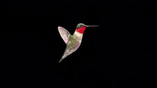 Hummingbird 2