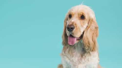 Feliz Cocker Spaniel inglês contra um fundo turquesa com espaço de cópia
