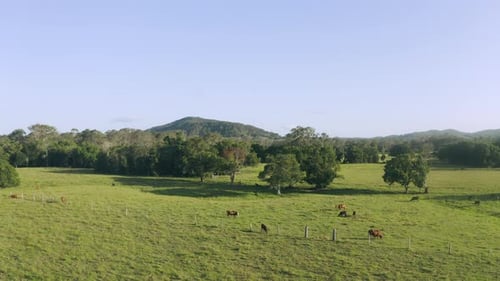 4K-Videomaterial von Kühen, die auf einem Feld herumlaufen