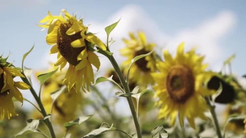 blooming sunflower on the field
