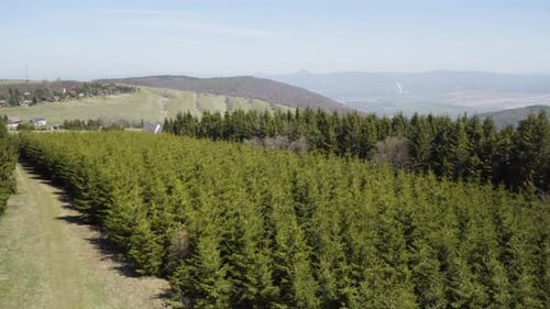 A Walkway Through a Coniferous Plantation Toward a Village in a Rural Area on a Sunny Day