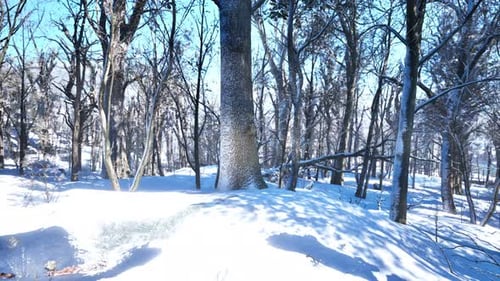 Forest in Winter Time at Sunset