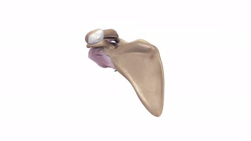 3D Human Shoulder Joint Anatomy Rotating Medical Animation