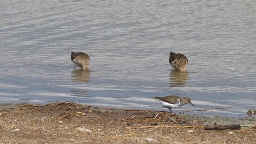 Common Sandpiper And Ruff