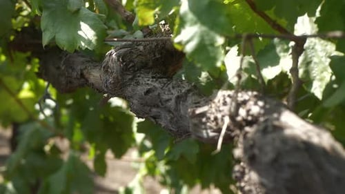 Gros plan du cordon de raisin d'un tronc de vigne
