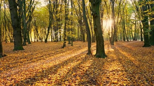 Woman Walking on a Path in Autumn Park at Sunset