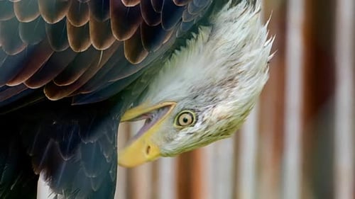 Bald Eagle blinks, turns head