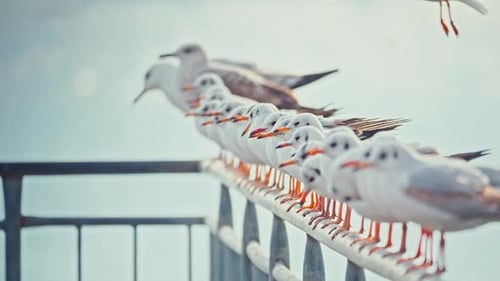 Möwe 2K