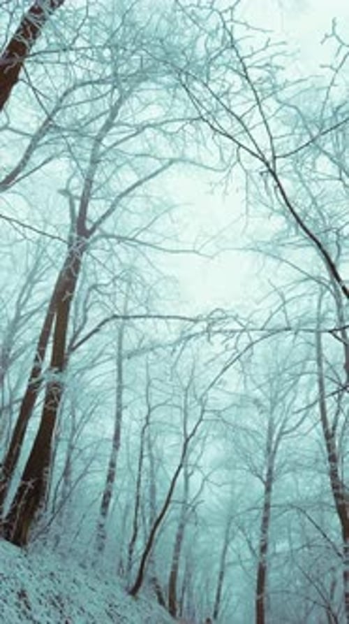 Serene Winter Forest Path Lined with Frost-Covered Trees and Enveloped in Mystical Morning Fog