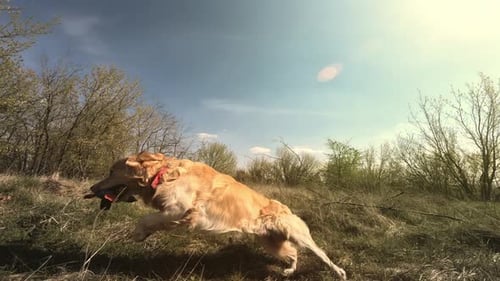 Golden Retriever Dog Runs in Grassy Field