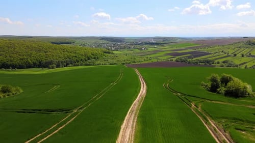 Agricultural Cultivated Field in Summer Season with Growing Crops Green Farm Fields Farming and