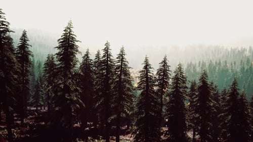 Misty Mountain Forest Landscape in the Morning