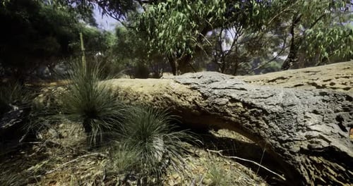 Nature Trail with Fallen Tree and Green Vegetation in a Serene Setting