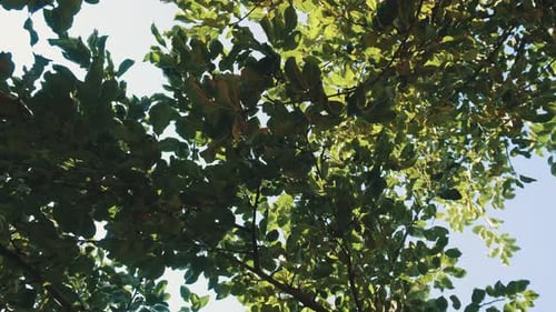 Trees view from below Slow motion
