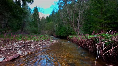 Low Aerial Drone Shot Gliding Through a Magical Forest Over a Clear Freshwater Creek with