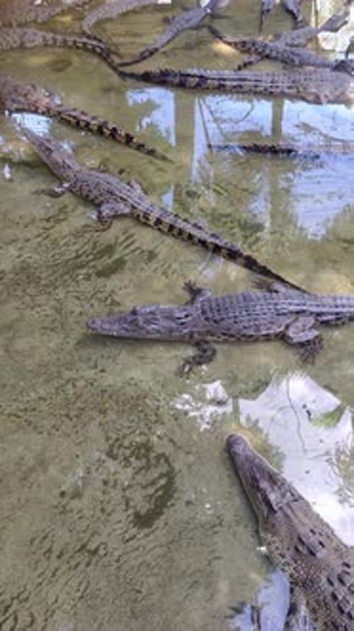 Crocodiles on the Water