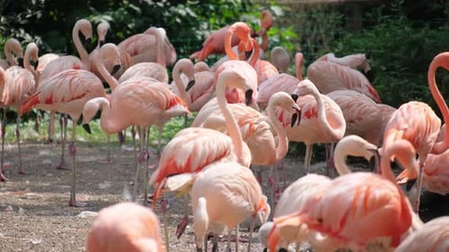 The Brightness of Greater Flamingos Roaming in the Water South Africa