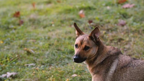 Stunning Mixed Breed Dog with Brown and Grey Fur Stands Elegantly in a Serene Meadow Radiating