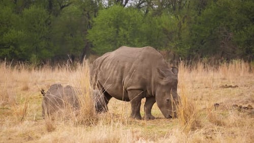 Une femelle rhinocéros blanc se tient debout près de son mollet et mange de l'herbe de savane en Afrique du Sud. Plan rapproché