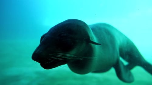 Eine Robbe, die mit offenem Mund im Wasser schwimmt und ihr natürliches Verhalten im Wasser zeigt