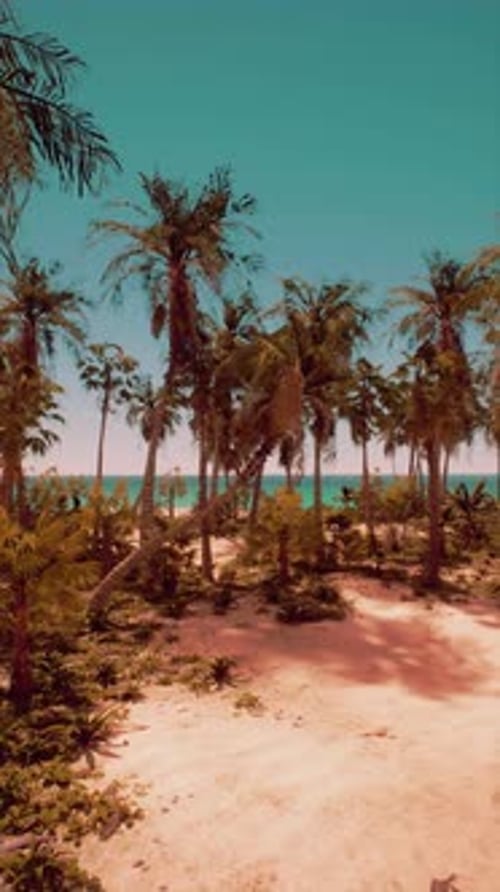 Sandy Beach With Palm Trees and Ocean