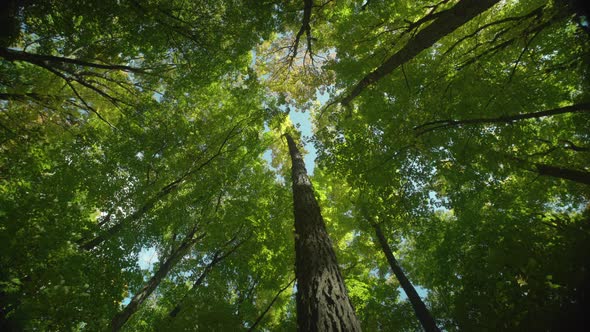 Wide-angle view of a tree flexing and bending with the wind in a forest ...