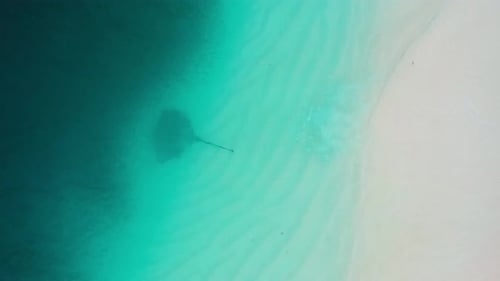 Luftaufnahme eines Stachelrochens, der über einem Sandboden auf den Malediven schwimmt