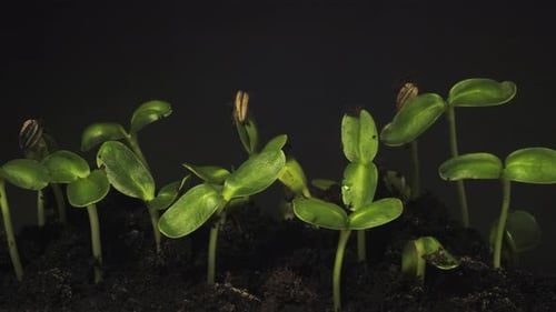 Growing seeds rising from soil time lapse 4k footage.