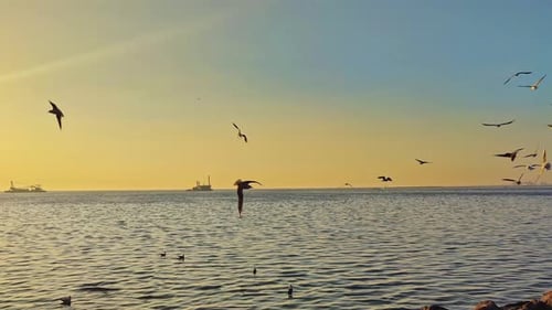 Seagulls In Flight Over Sea At Sunset