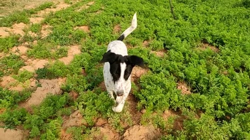 Un chien qui court dans un champ de carottes vertes, images au ralenti