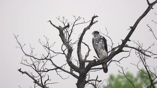 African Hawk-eagle raptor perched on breezy tree branch has a big yawn
