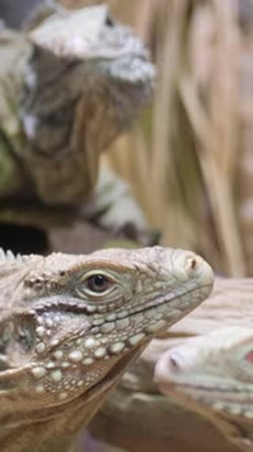 Enclos animé avec trois iguanes et lézards se prélassant sur une branche